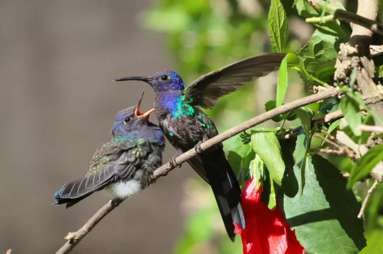 bird hummingbird feeding