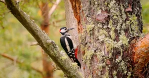 bird on a tree