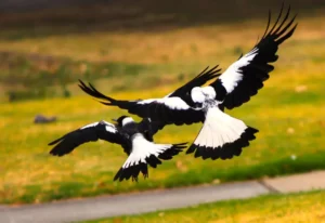 black and white Australian magpies