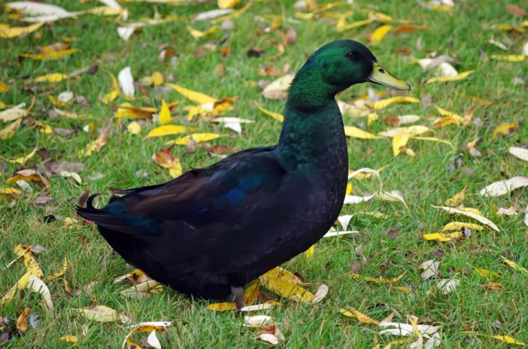 black duck close up (Cayuga duck)
