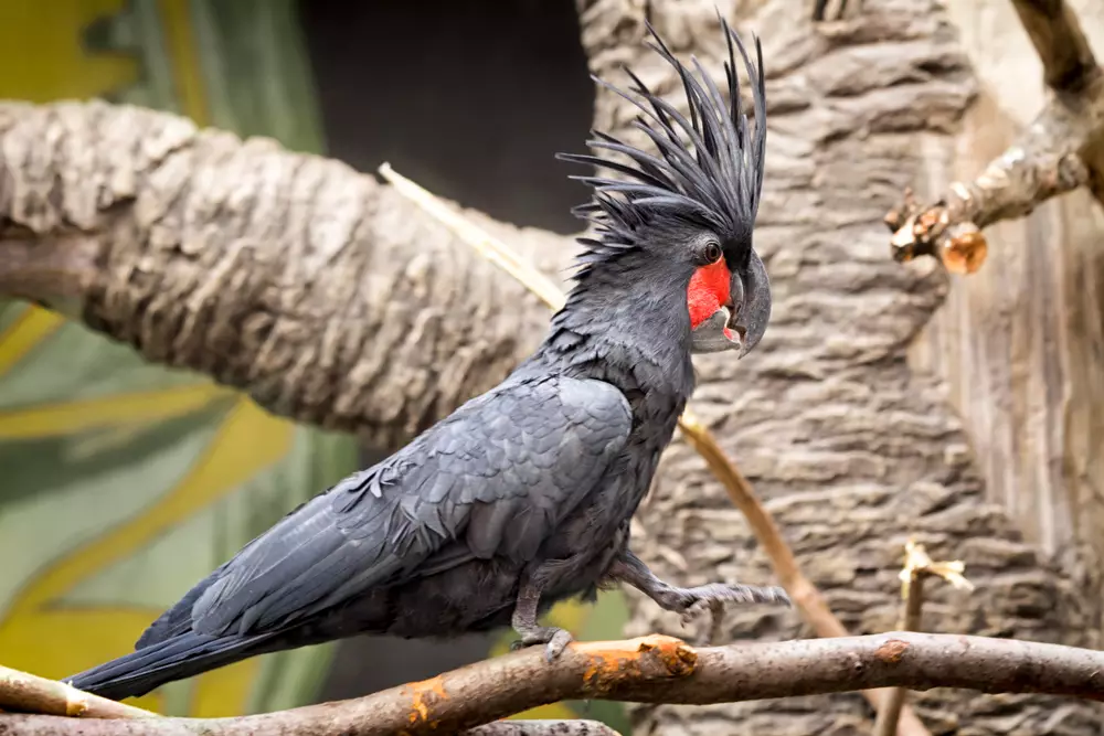 black palm cockatoo