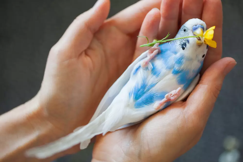 blue budgie in the hand