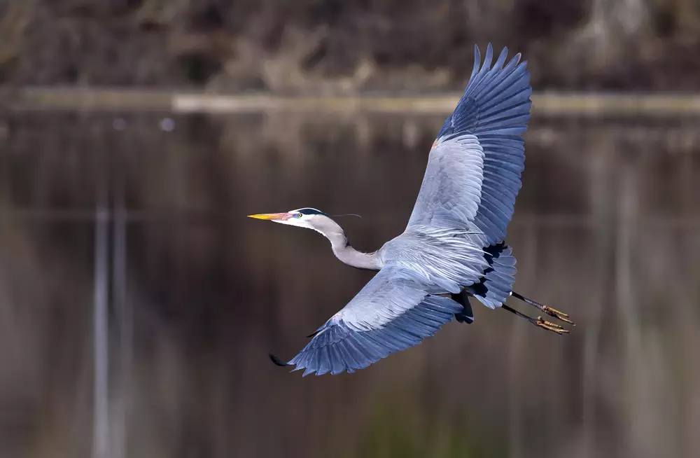 blue heron spreads its wings