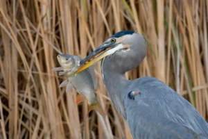 blue heron with large fish