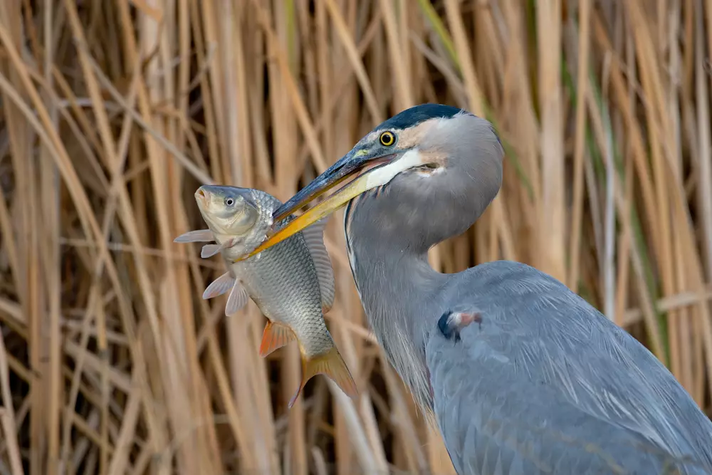 blue heron with large fish