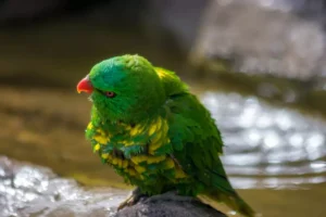 brested parrot shaking