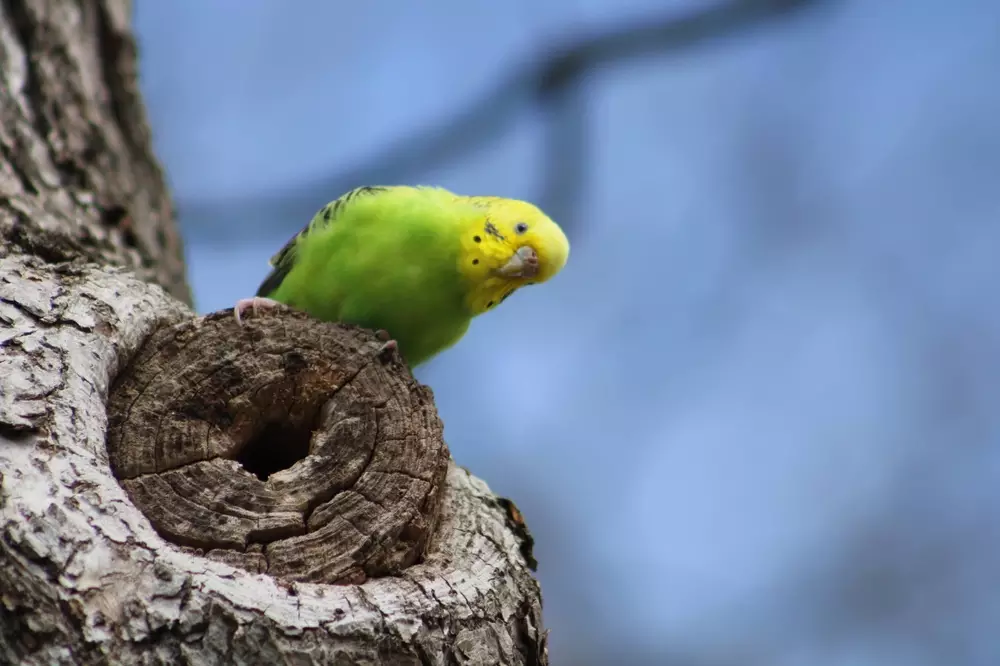 bright colored budgie