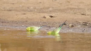 budgerigar flock drinking