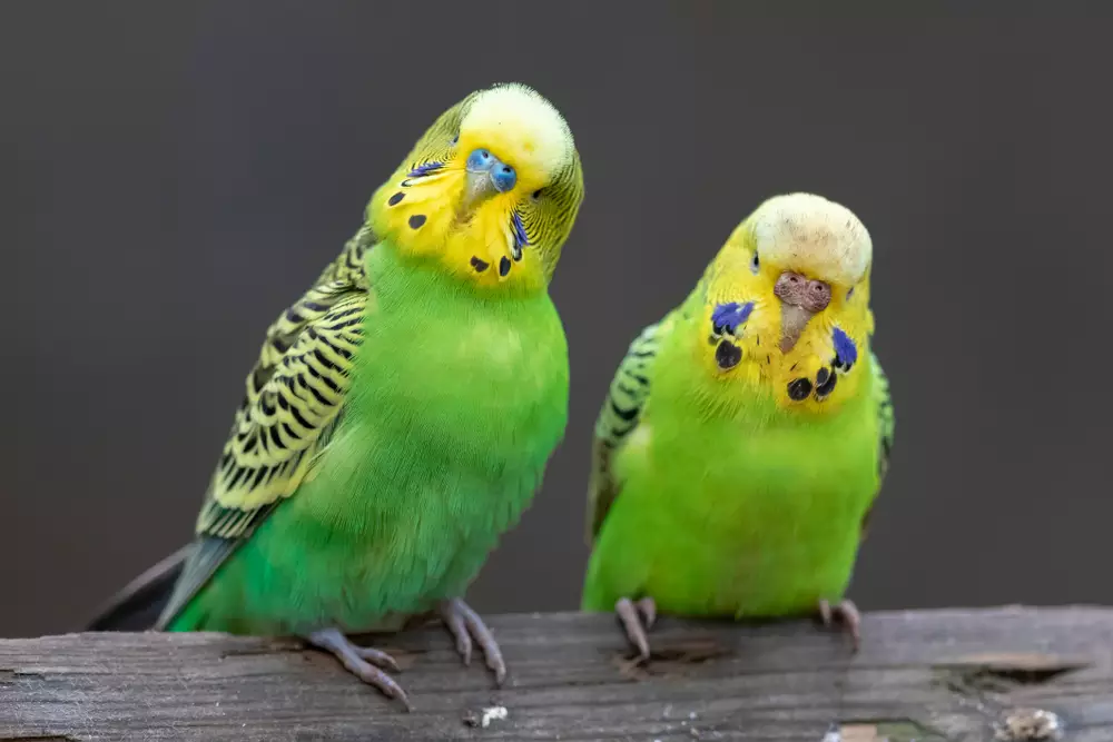 budgerigar in Germany