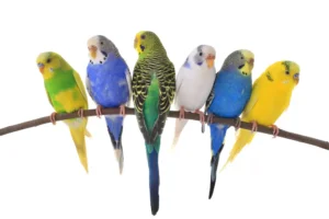 budgerigars australian parakeets