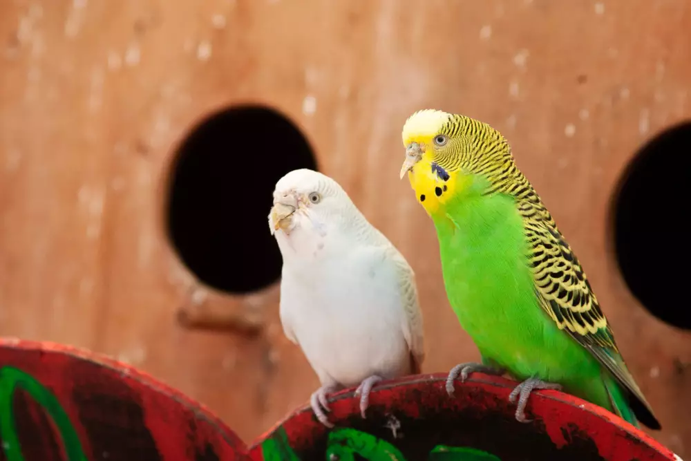 budgerigars of different posing