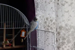 budgie bird on a cage