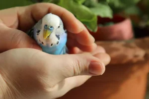 budgie on the hand