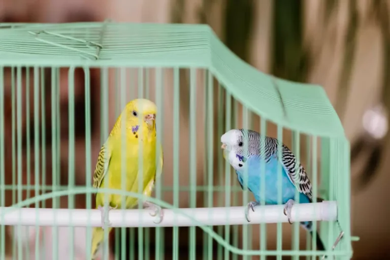budgie sit in a cage on a branch