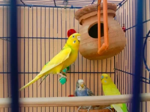 budgie sits in a cage