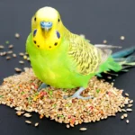 budgie with food