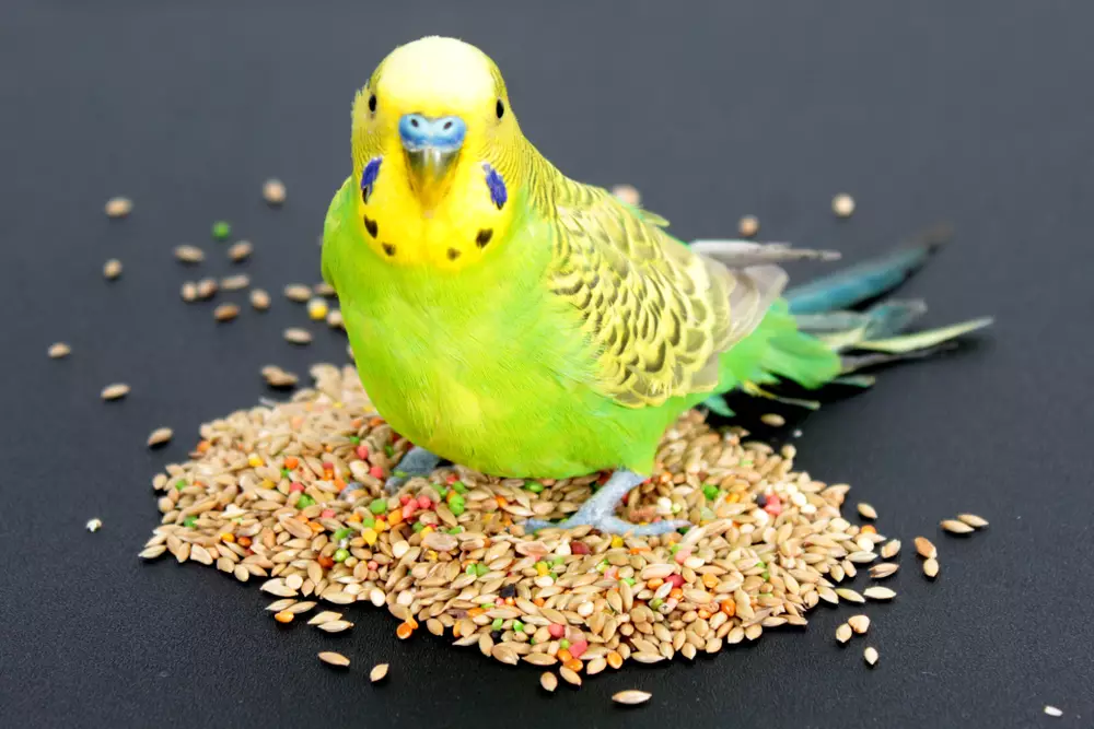 budgie with food