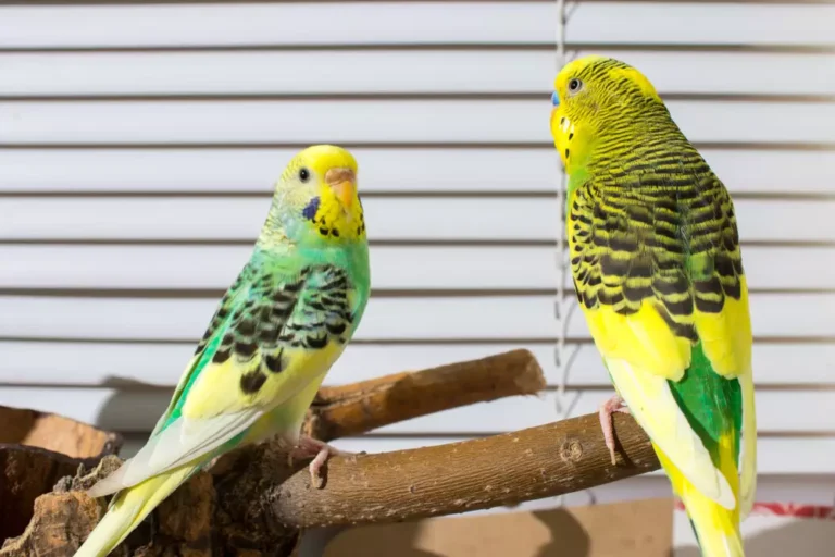 budgies on a stump