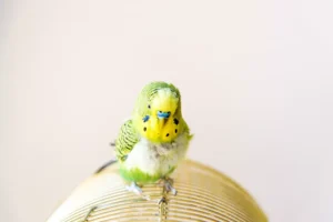 budgie parrot on cage
