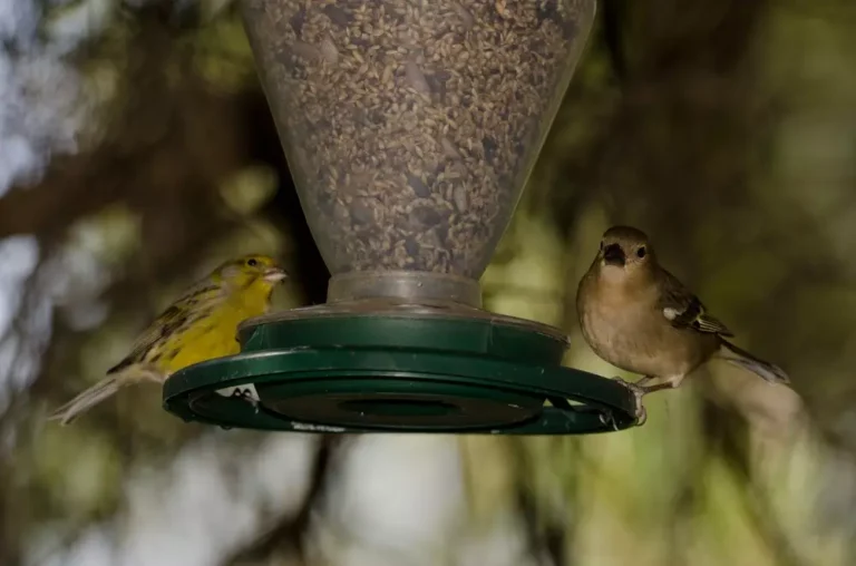 canaries eating seeds
