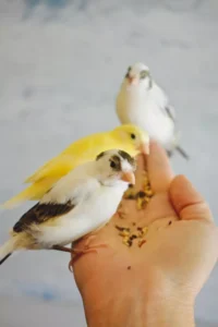 canaries feeding seeds