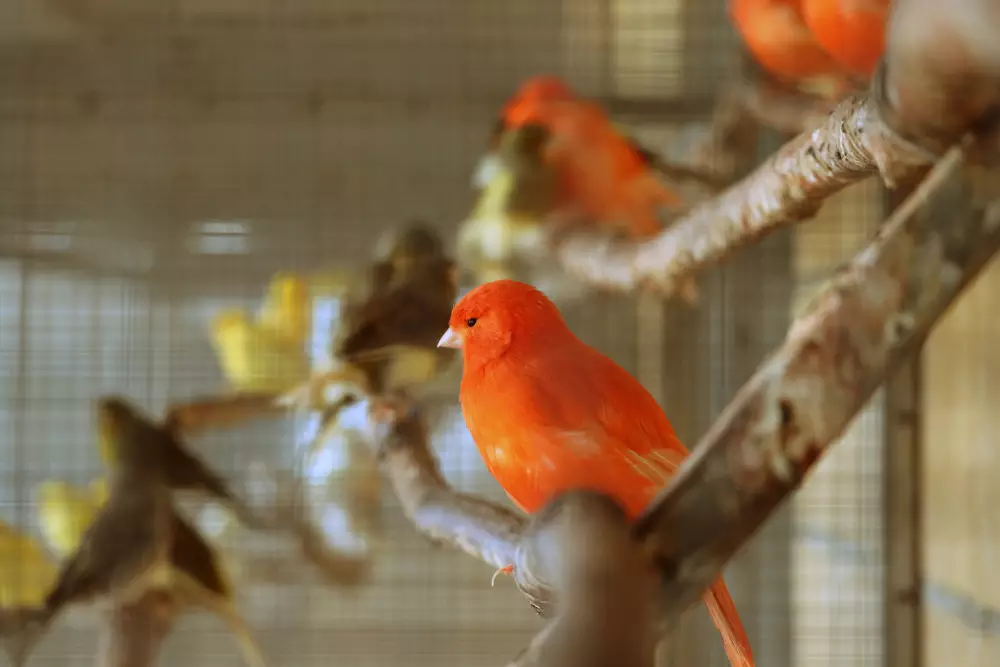 canaries in cage in pet shop