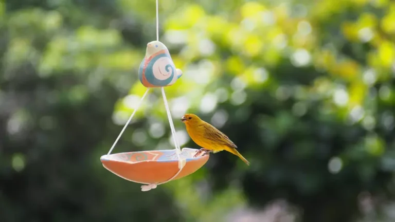 canary eating in an artisanal dish