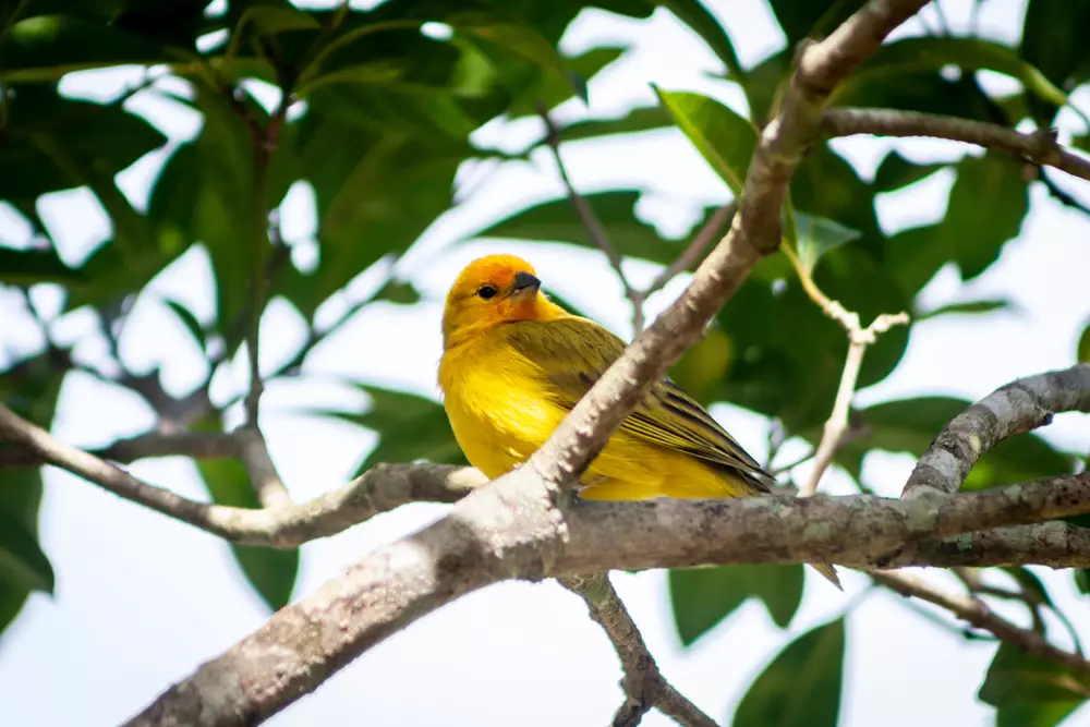 canary perched on the branch