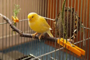canary sitting on the twig in the cage
