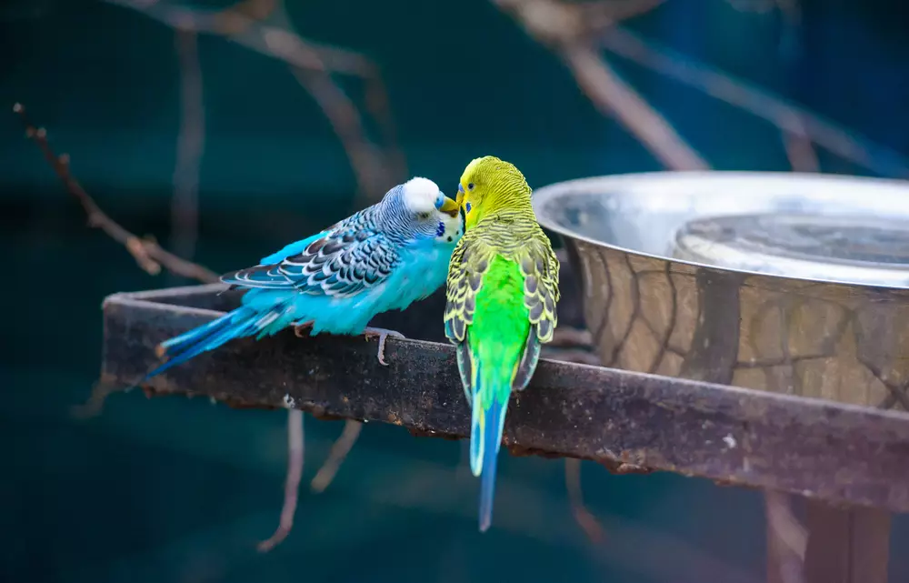 canary vs budgie