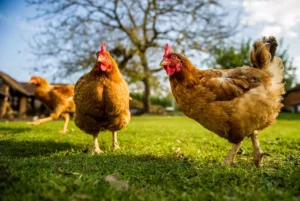 chicken on a traditional poultry farm