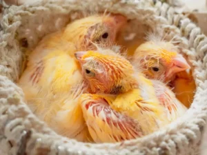 chicks sleep in the nest