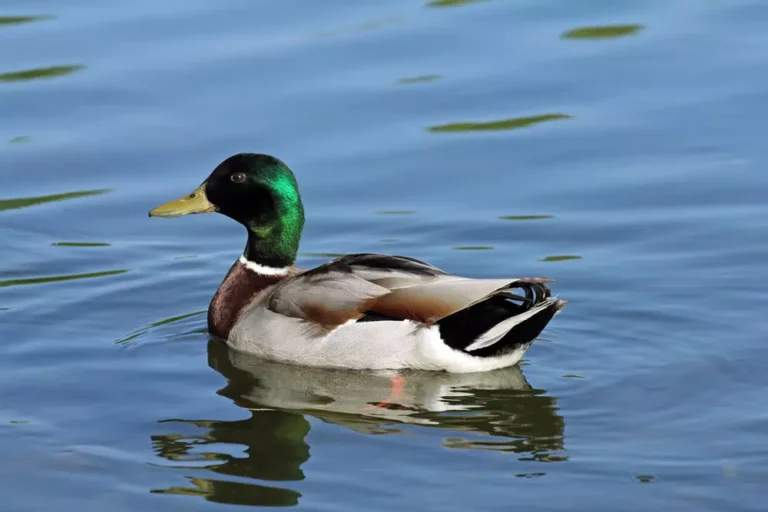 closeup of a mallard duck