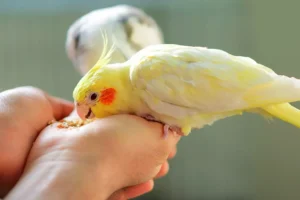 cockatiels are eating food