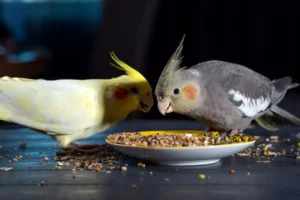 cockatiels eat bird food