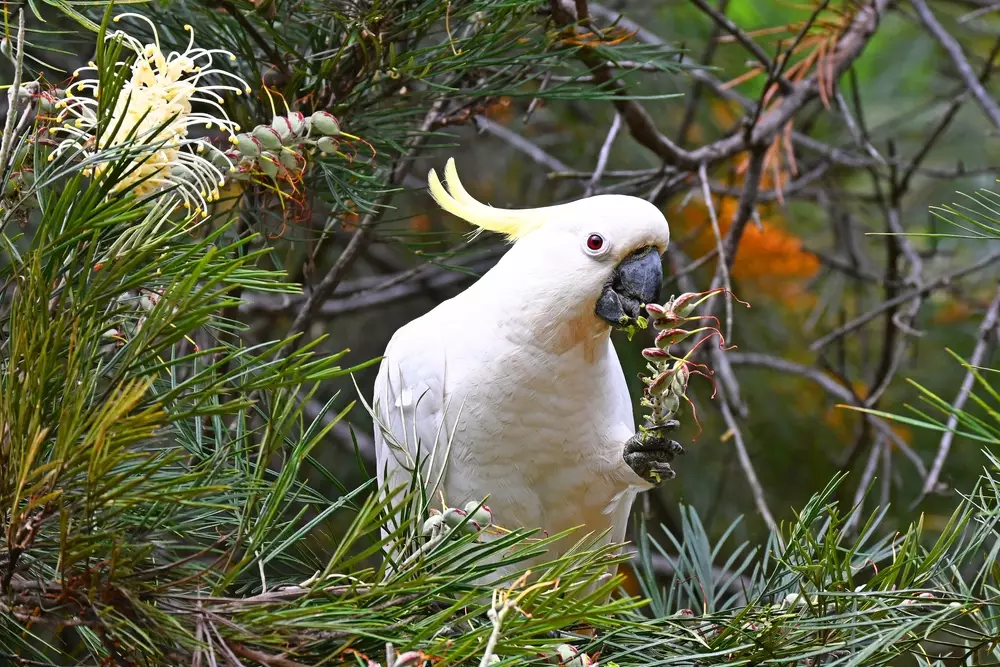 cockatoo eating grevillea seeds