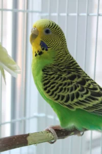 colorful animal pet bird tropical