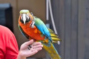 colorful macaw