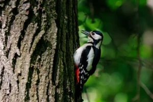 common woodpecker