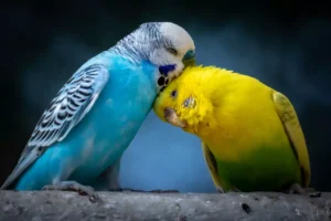 cuddling budgies perched on branch