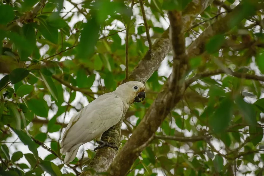 cute Goffin's cockatoo