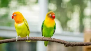 cute and colorful lovebird