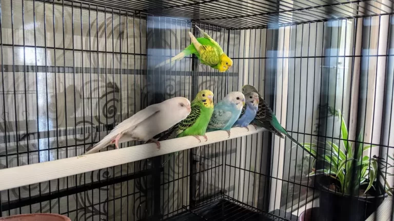 Can you Potty Train a Budgie?
