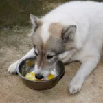 dog lying eat soft-boiled eggs