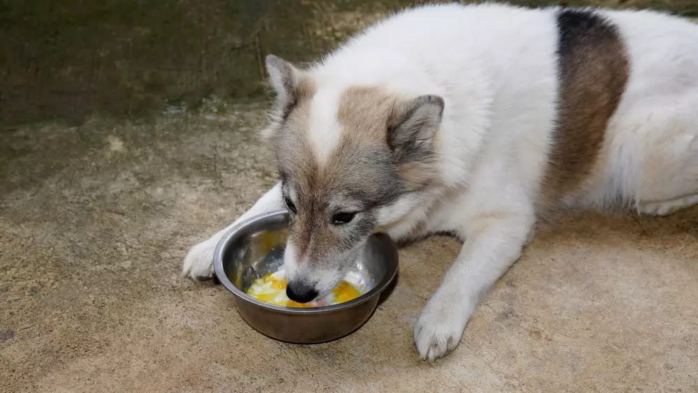 dog lying eat soft-boiled eggs
