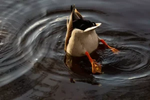 duck male diving in water