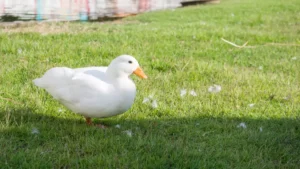 duck walking in the farm