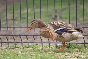 duck walking on one leg