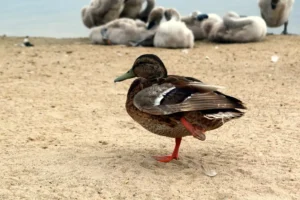 duck with leg injury