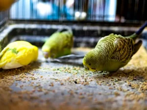 Eating budgies in cages